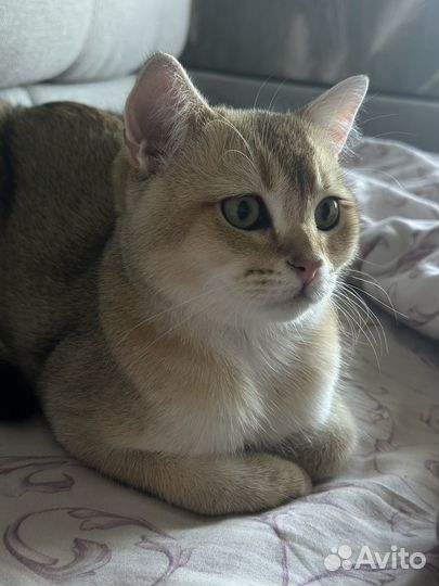Кот британец золотая шиншила для вязки