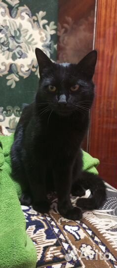 Кот в добрые руки