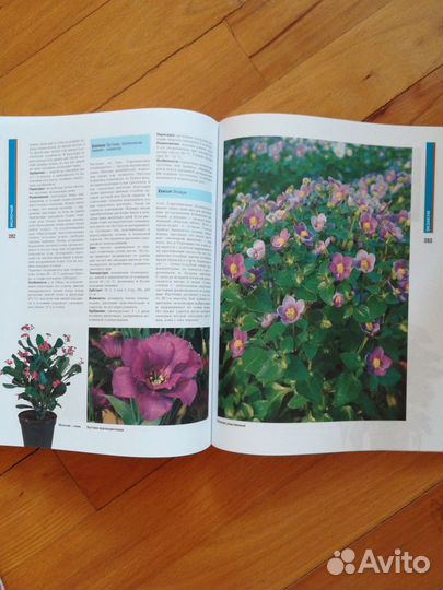 Энциклопедия Комнатные растения Практические совет