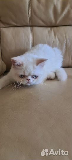 Котенок экзот