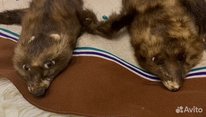 Шкурка животного. По типу шарфа. хорёк