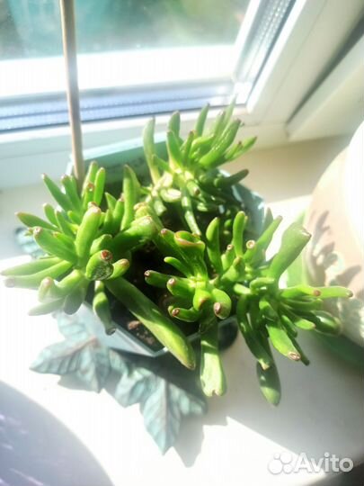 Толстянка хоббит