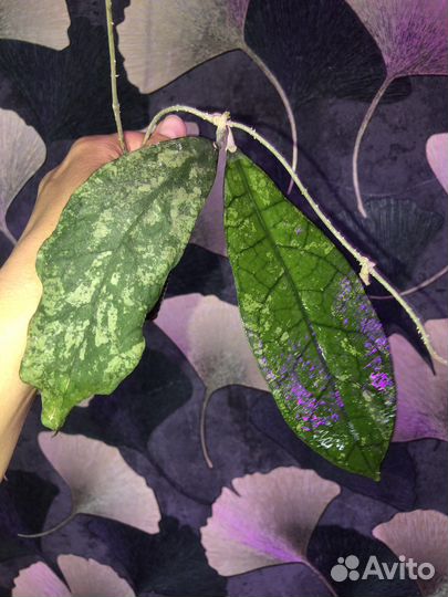 Хойи укорененные и срезом