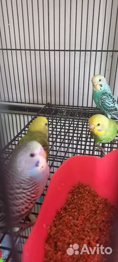 Волнистый попугай, малыши