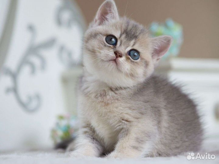 Британская шиншилла (девочка)