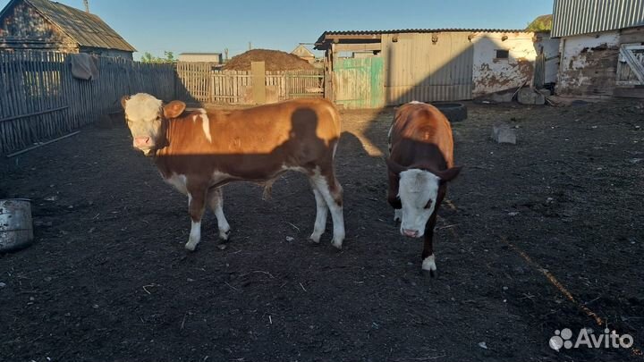 Бычки 4 мес