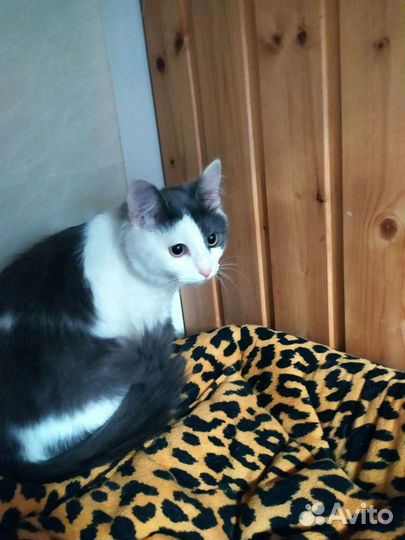 Кошка подросток в добрые руки