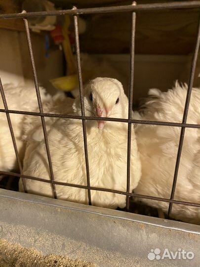 Перепелки несушки