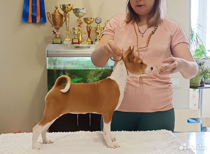 Щенки басенджи