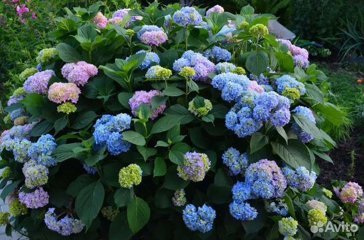 Садовые кусты, деревья