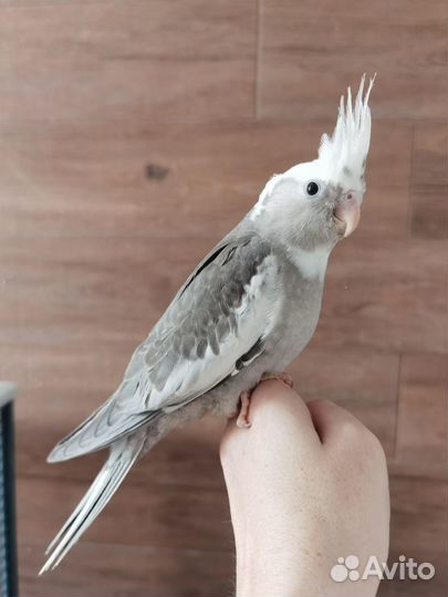 Птенцы кореллы выкормыши бронирование