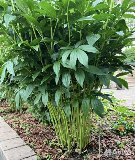 Кустодержатель