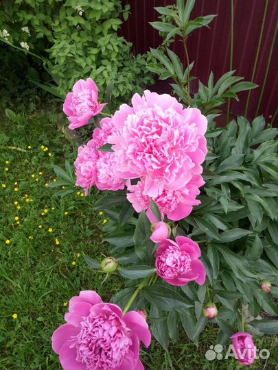 Пион травянистый розовый