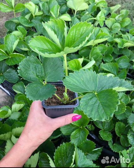 Саженцы клубники