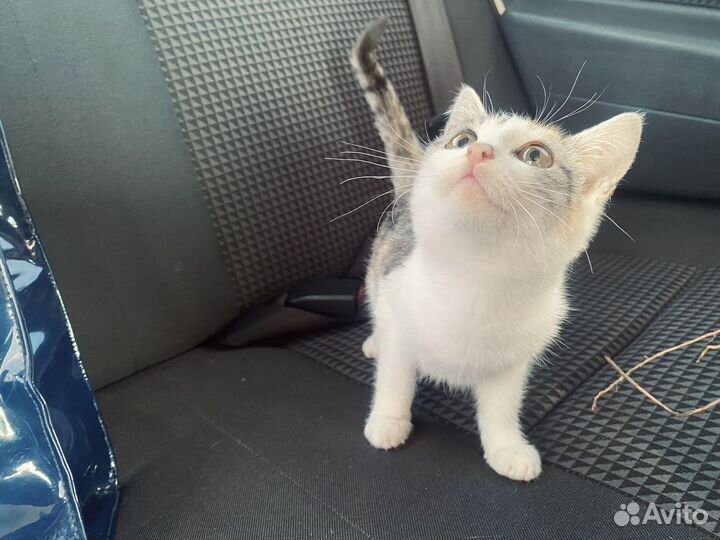 Котенок Девочка