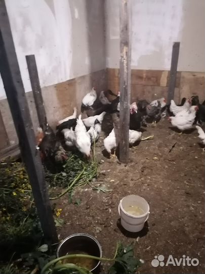 Куры молодки несушки