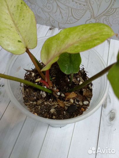 Филодендроны сортовые