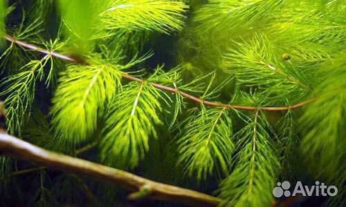 Аквариумные растения Роголистник и другие