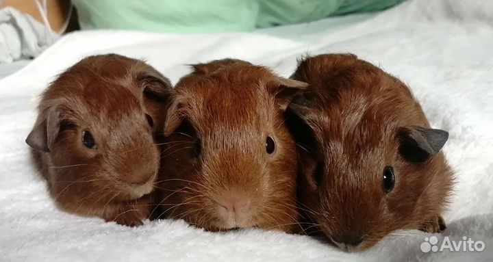 Морские свинки английский селф золото
