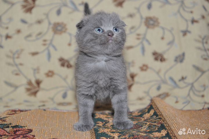 Шотландские вислоухие котята