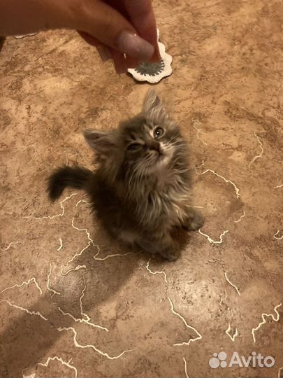 Кошка в добрые руки