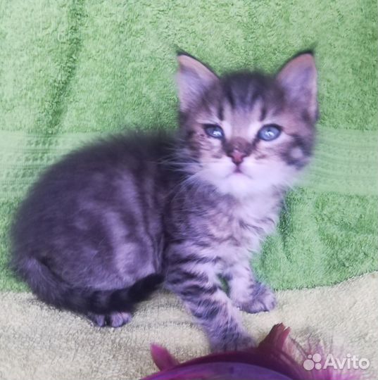 Котёнок мальчик в добрые руки