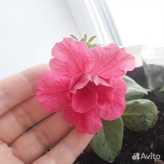 Петунья 6 см двойной цветок (как Гибискус)