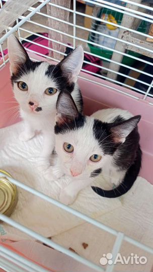 Котёнок Арлекин