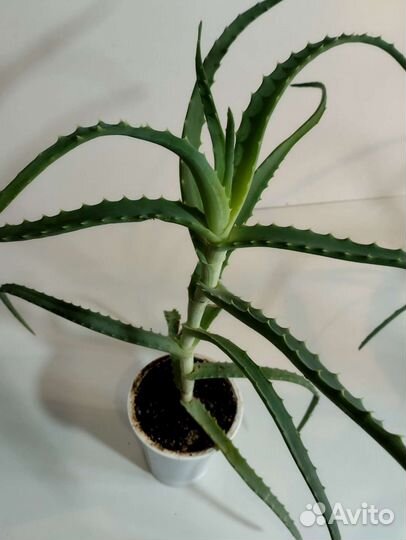 Алоэ лечебные укоренённые отростки