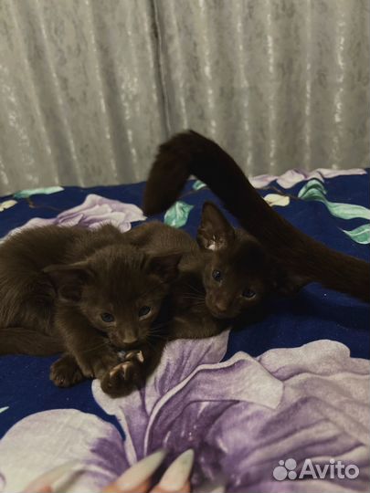 Ориентальные котята