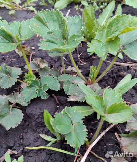 Саженцы клубники Купчиха