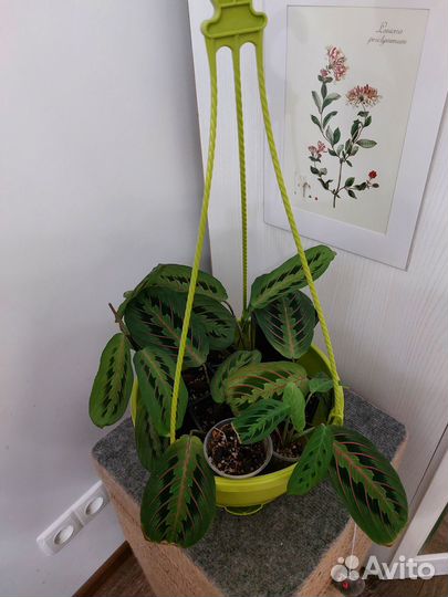 Маранта триколор