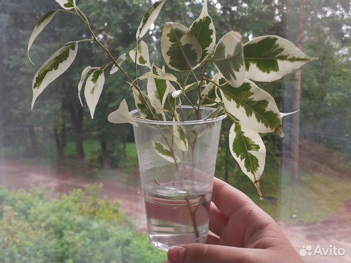 Фикус бенджамина белый
