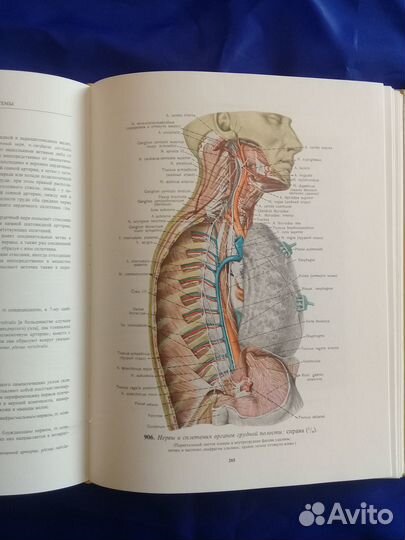 Атлас Анатомии человека Синельников Р.Д. Том 3