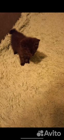 Котята курильский бобтейл