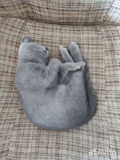 Шикарный котенок ищет дом