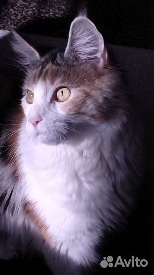 Нужен кот на вязку