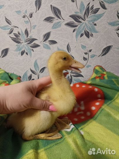 Утята стар 53