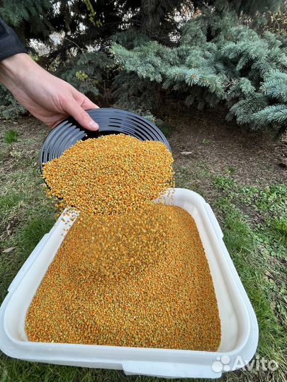 Пыльца с личной пасеки