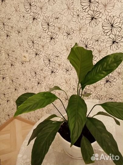 Спатифиллум