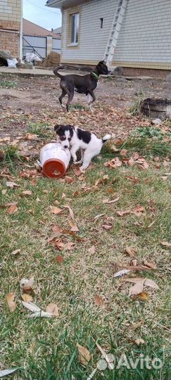 Щенки в добрые руки и заботливые руки