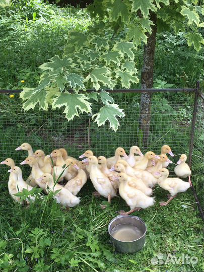 Утята подрощенные