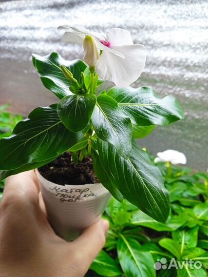 Катарантус рассада