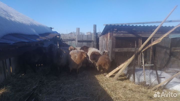 Баран на племя