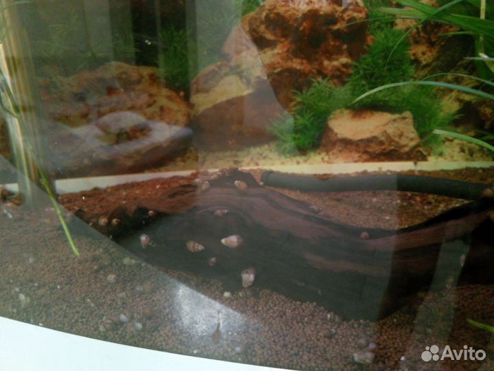 Улитки аквариумные