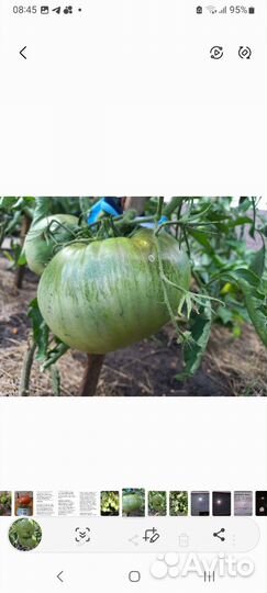 Семена сортовых томатов и перца