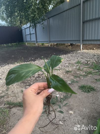 Спатифиллум