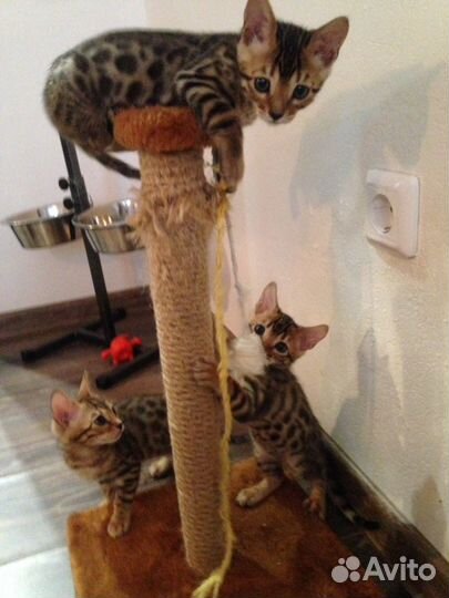 Бенгальский котёнок (кошка/кот)