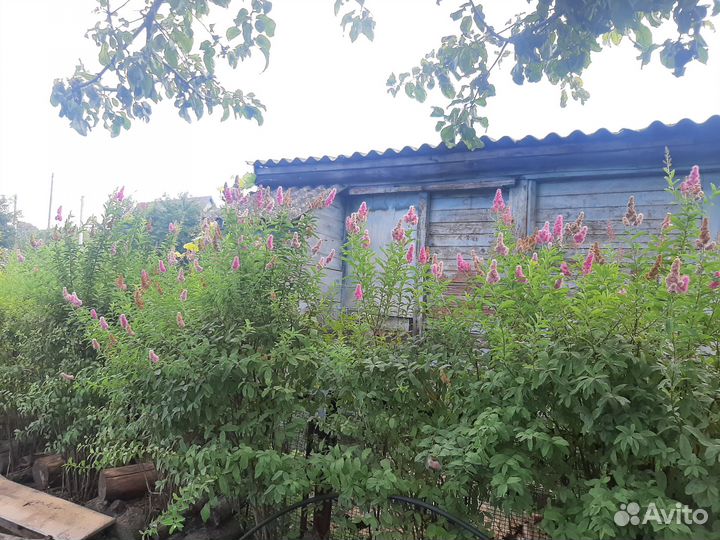 Спирея иволистная