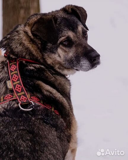 Собака из приюта бесплатно в добрые руки